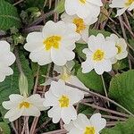 Primula vialii Blomma