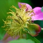 Paeonia mascula Drugo