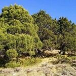 Juniperus foetidissima 叶