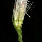 Acourtia microcephala Blüte