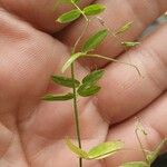 Vicia tetrasperma Leaf