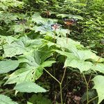 Diphylleia cymosa Habitus