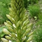 Eremurus robustus Цвят