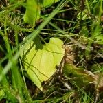 Maianthemum bifolium Лист