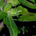 Eleutheranthera ruderalis Altul/Alta