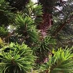 Araucaria cunninghamii Folha