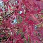 Fraxinus angustifolia Blad