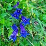 Gentiana asclepiadeaFloro