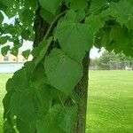 Tilia americanaFrunză