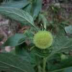 Carpesium cernuum 花