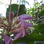 Arthroclianthus maximus Flor