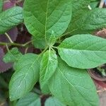 Physalis longifolia Leaf