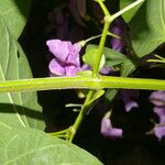 Cydista heterophylla Цвят