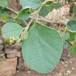 Cordia monoica পাতা