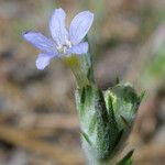 Eriastrum signatum