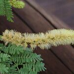 Faidherbia albida Blüte