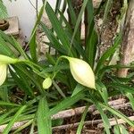 Lilium longiflorum Λουλούδι