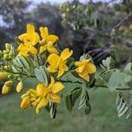 Senna pendula Blomst