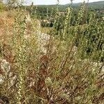 Artemisia alba Hábito