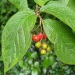 Cotoneaster bullatus ফল