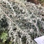 Artemisia austriaca Лист