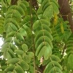 Senna surattensis Hoja