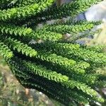 Araucaria scopulorum 葉