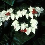 Clerodendrum thomsoniae Цветок