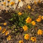 Coreopsis auriculata Λουλούδι