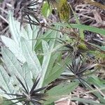 Bidens bipinnata Ffrwyth