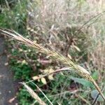 Elymus virginicus Blüte