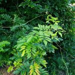 Wisteria frutescens Leaf