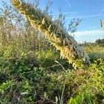 Phalaris aquatica Bloem