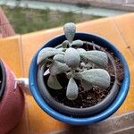 Kalanchoe pumila Hoja