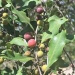 Euclea natalensis Frukto