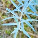 Elaeagnus rhamnoides Blad