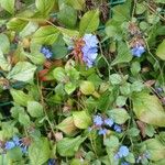 Ceratostigma plumbaginoidesFlor