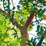 Bursera simaruba ശീലം