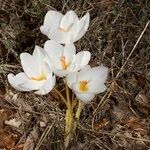 Crocus cancellatus অভ্যাস