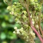 Filipendula ulmaria Ffrwyth