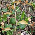 Capparis zeylanica পাতা
