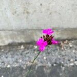 Dianthus carthusianorumLorea