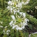 Cleome speciosa Flower