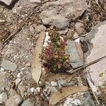 Oxybasis chenopodioides অভ্যাস