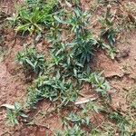 Spermacoce verticillata आदत
