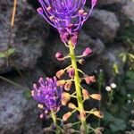 Muscari comosumFlower