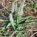 Chlorophytum africanum Folio