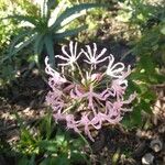 Nerine undulata Flower