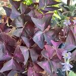 Oxalis triangularis Leaf