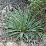 Agave palmeri Агульны выгляд